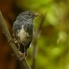 Lejscik dlouhonohy severni - Petroica longipes - North Island Robin - toutouwai 5383